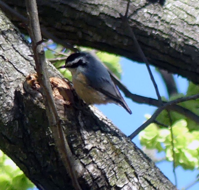 Red-breasted Nuthatch - ML332657651