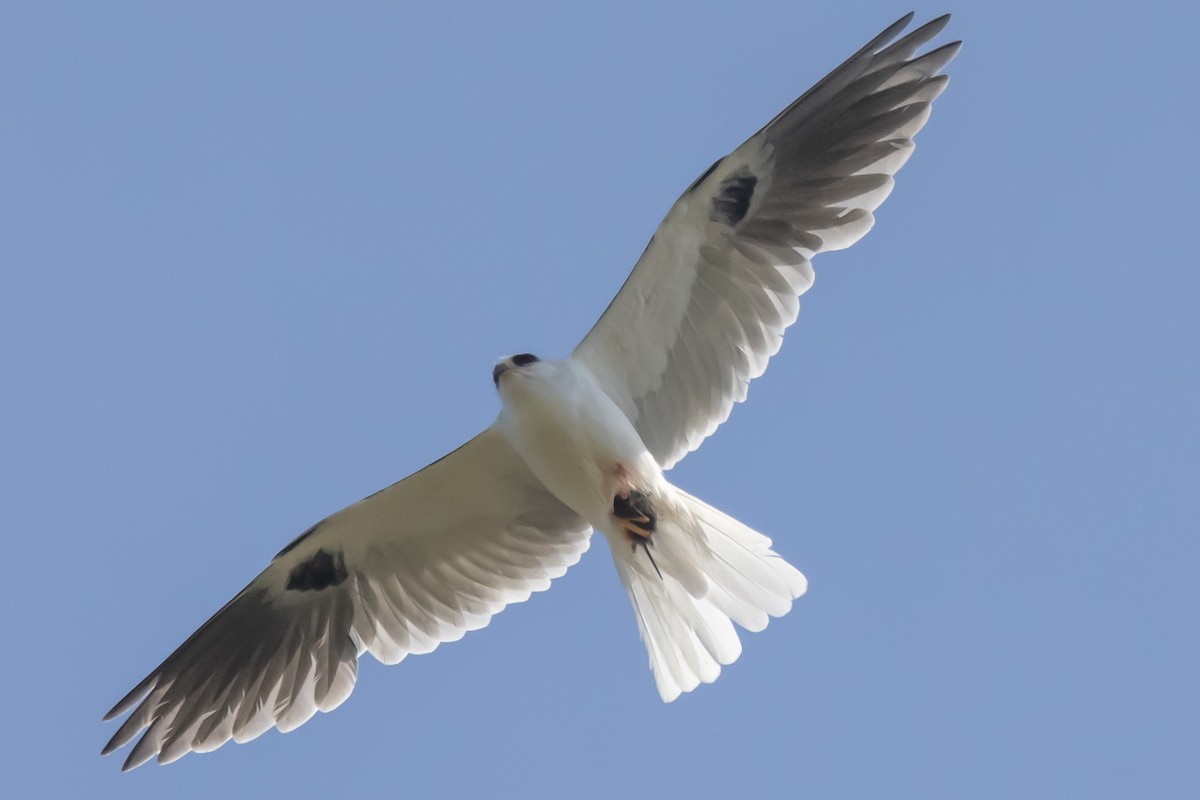 White-tailed Kite - ML332658751