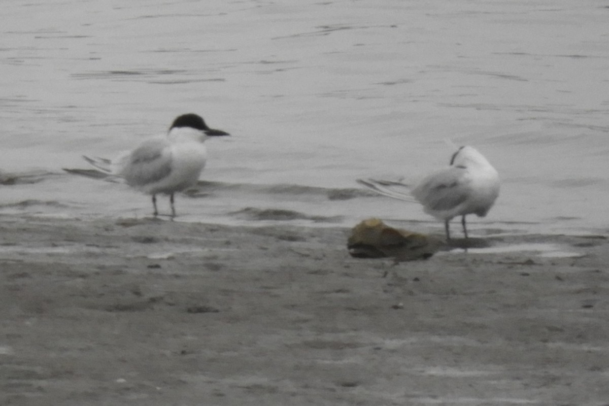 Gull-billed Tern - ML332661381