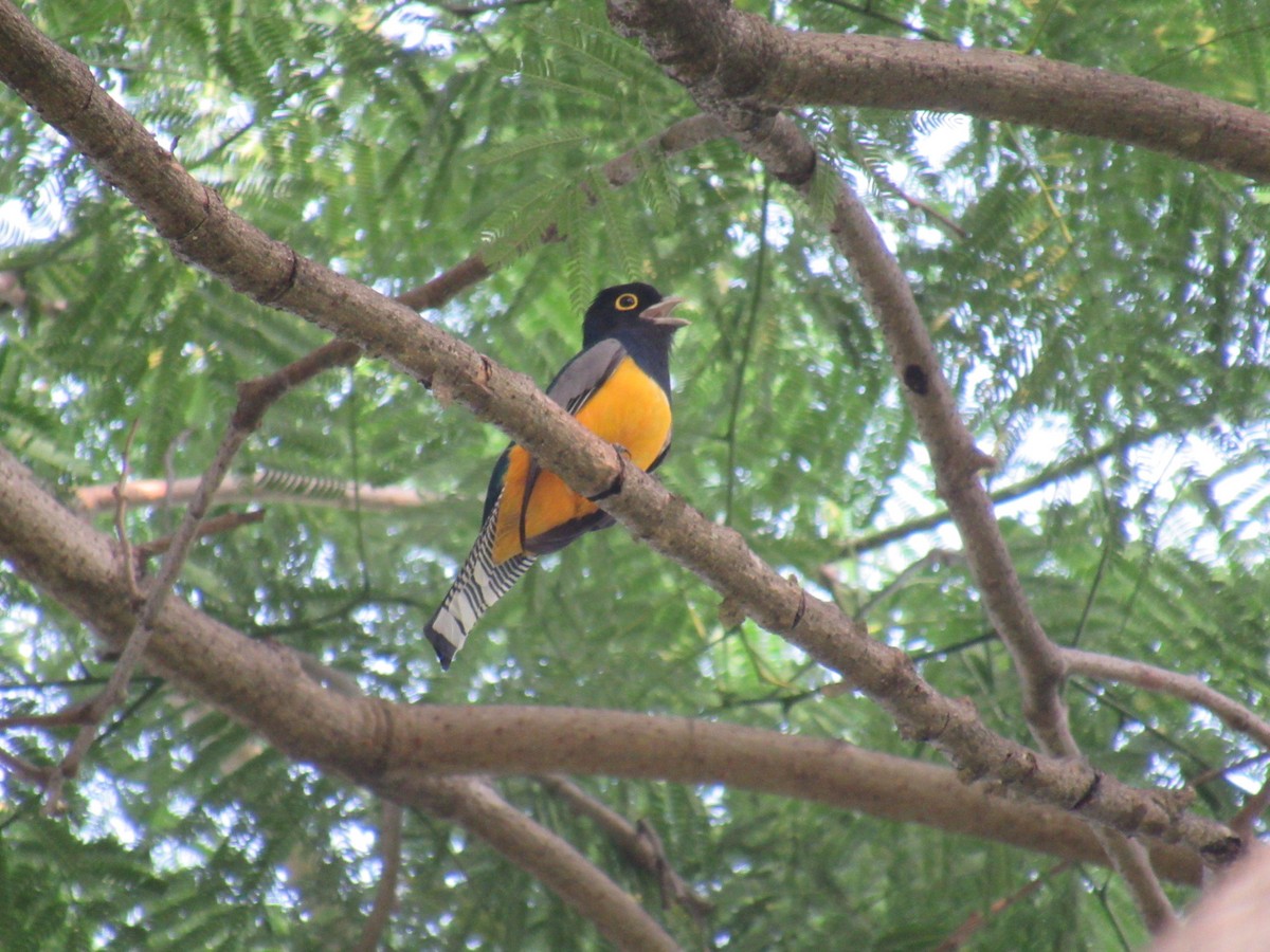 Gartered Trogon - ML332661641