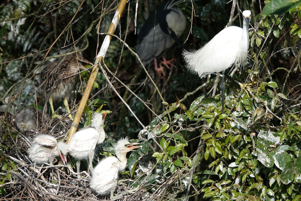 Little Egret - ML332662881