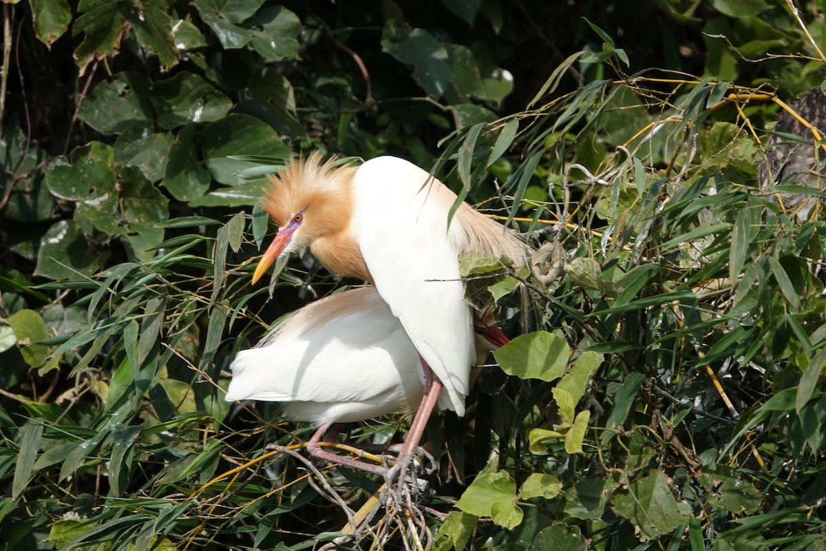 Eastern Cattle-Egret - ML332662921