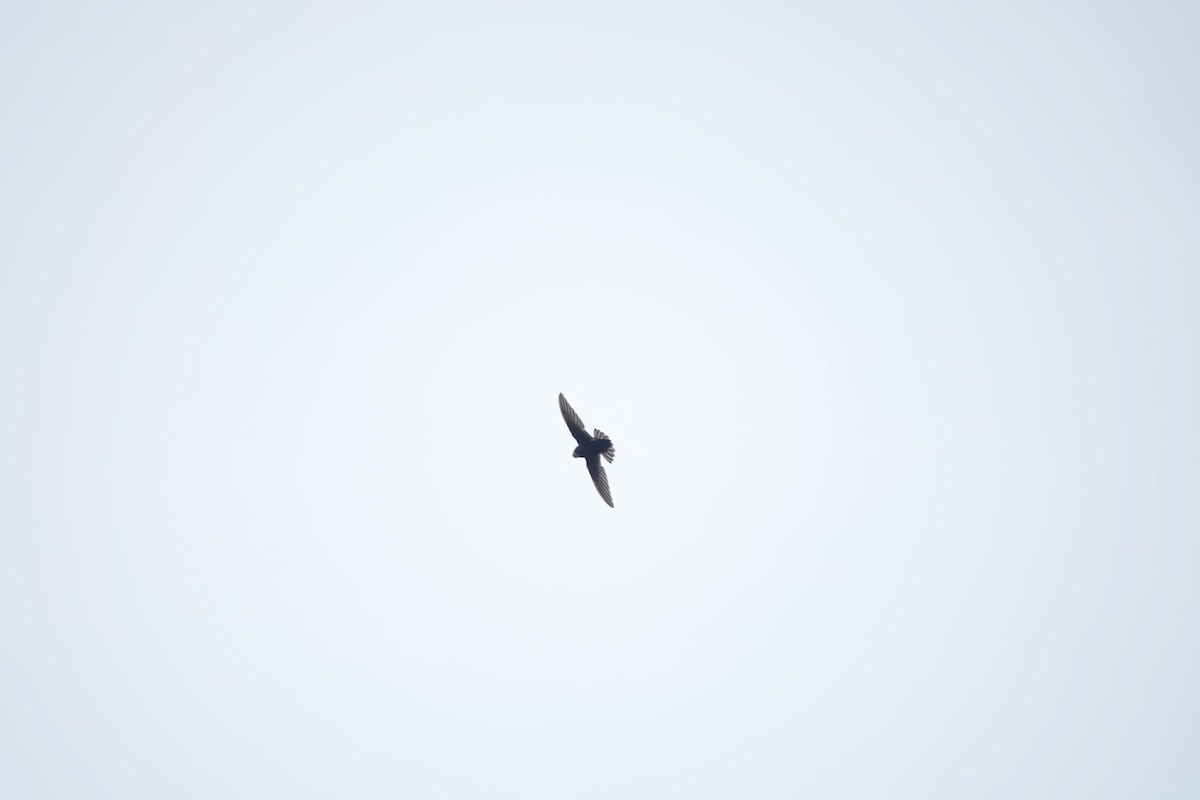 House Swift - ML332663571