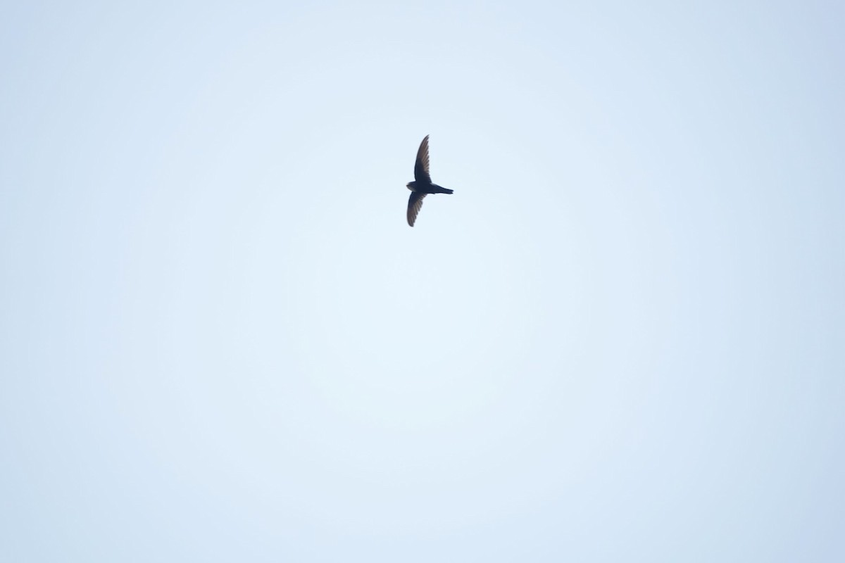 House Swift - ML332663581