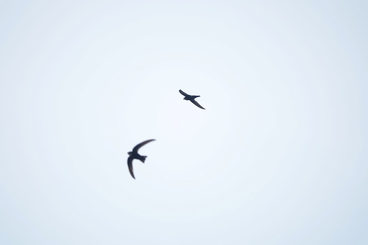 House Swift - ML332663611