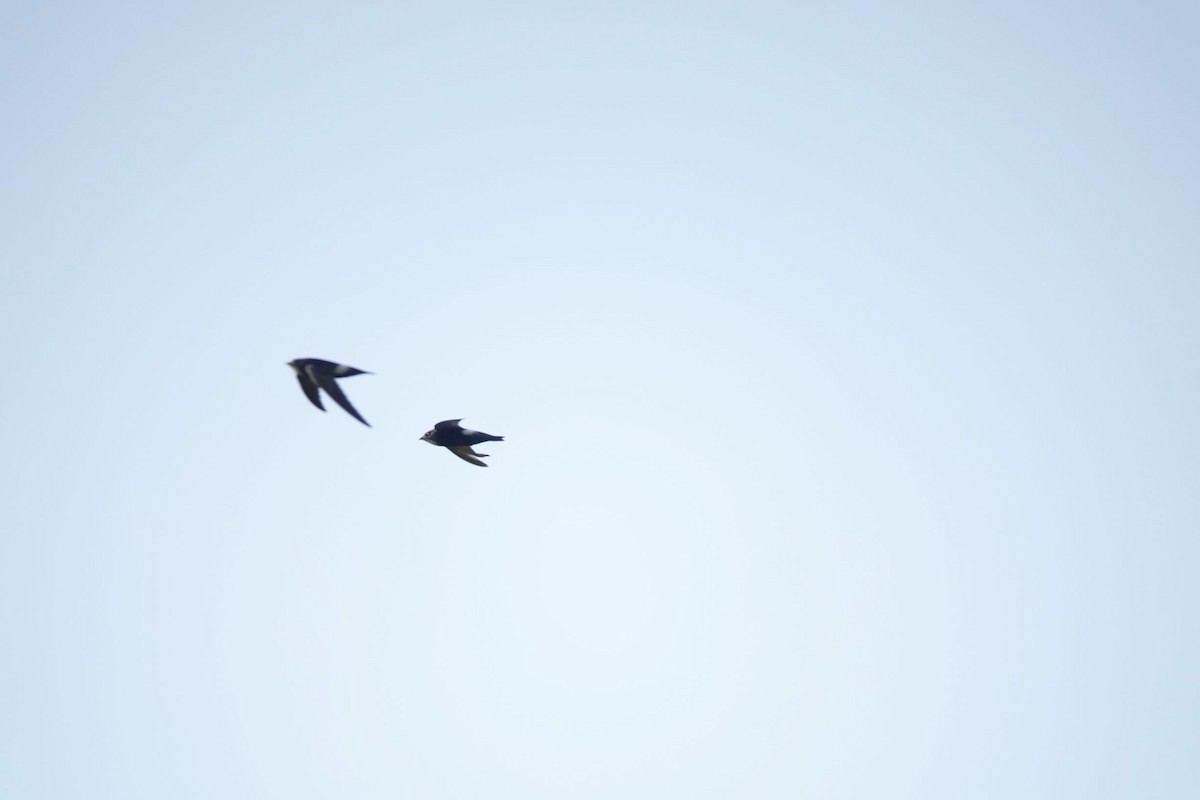 House Swift - ML332663621