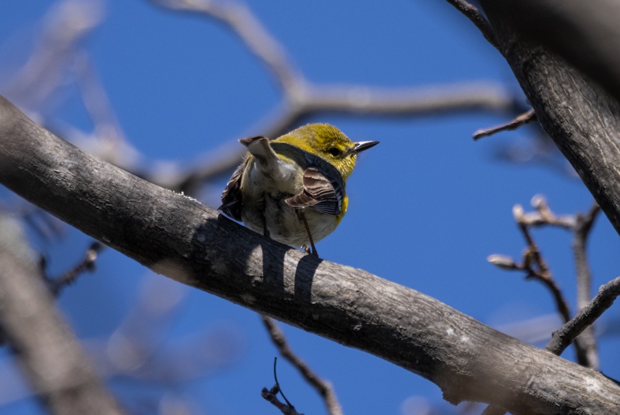 Pine Warbler - Tina Sawicki