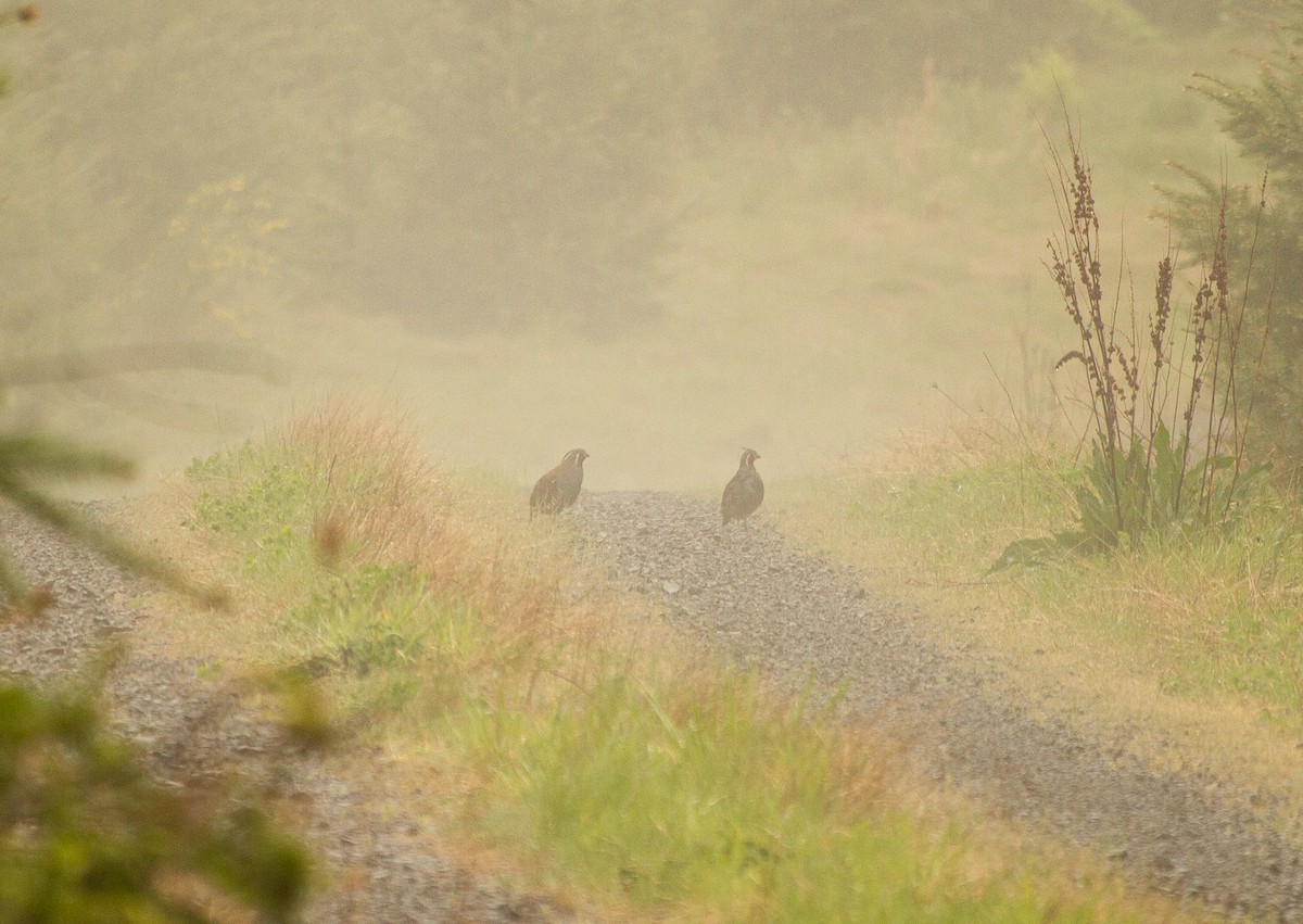 Mountain Quail - ML332663971