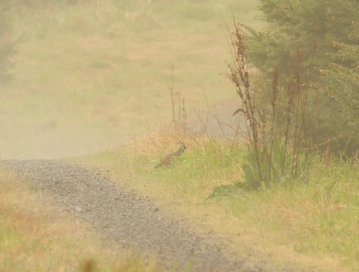 Mountain Quail - ML332663981