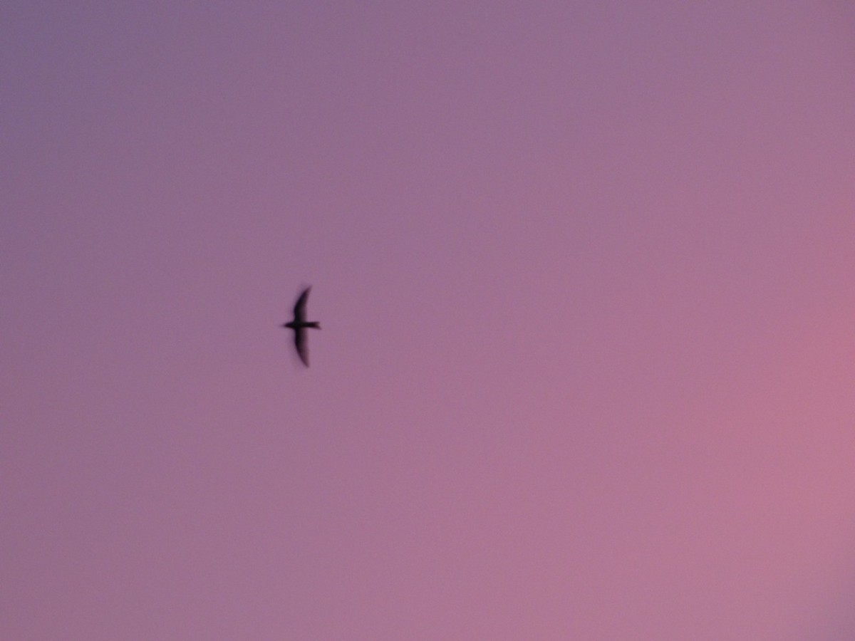 Common Nighthawk - Mary  McMahon