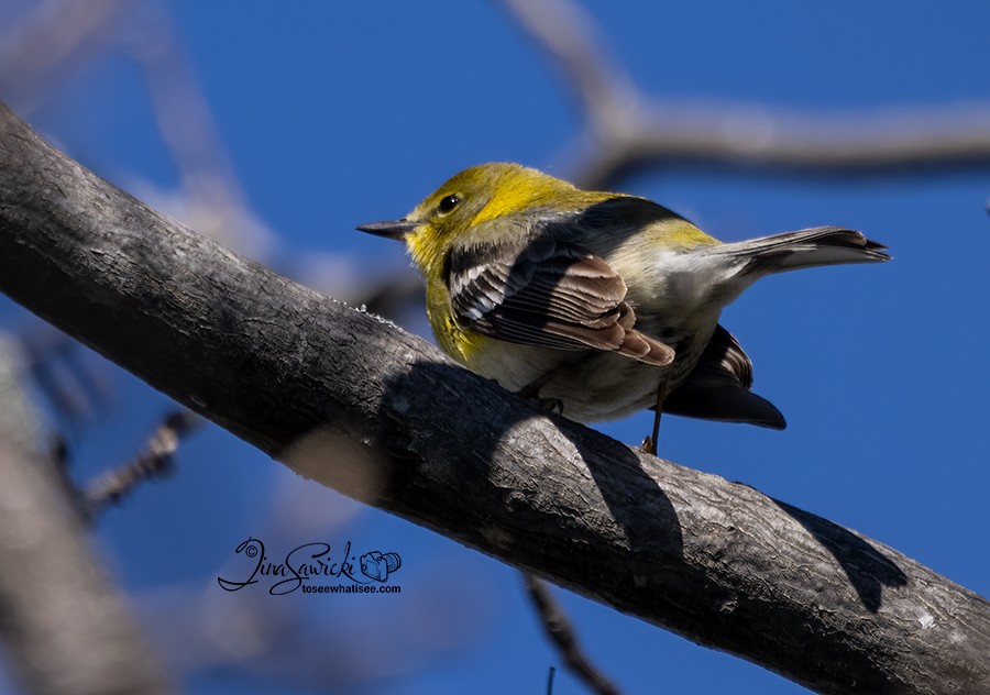 Pine Warbler - Tina Sawicki