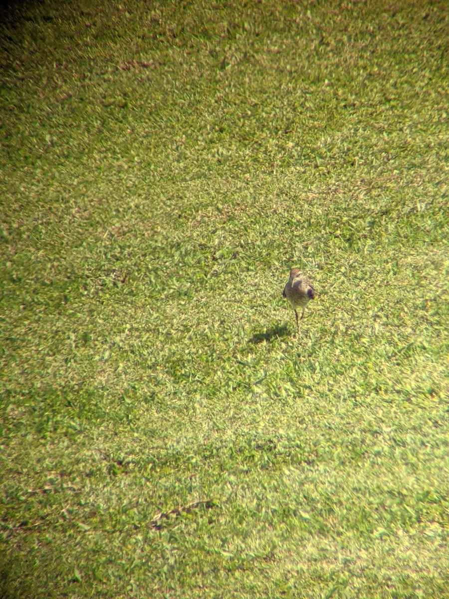 Sharp-tailed Sandpiper - ML332667311