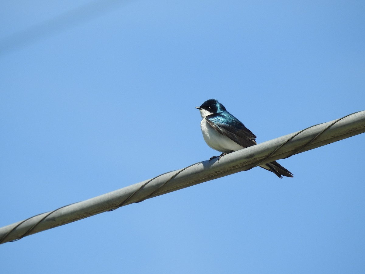 Golondrina Bicolor - ML332667461