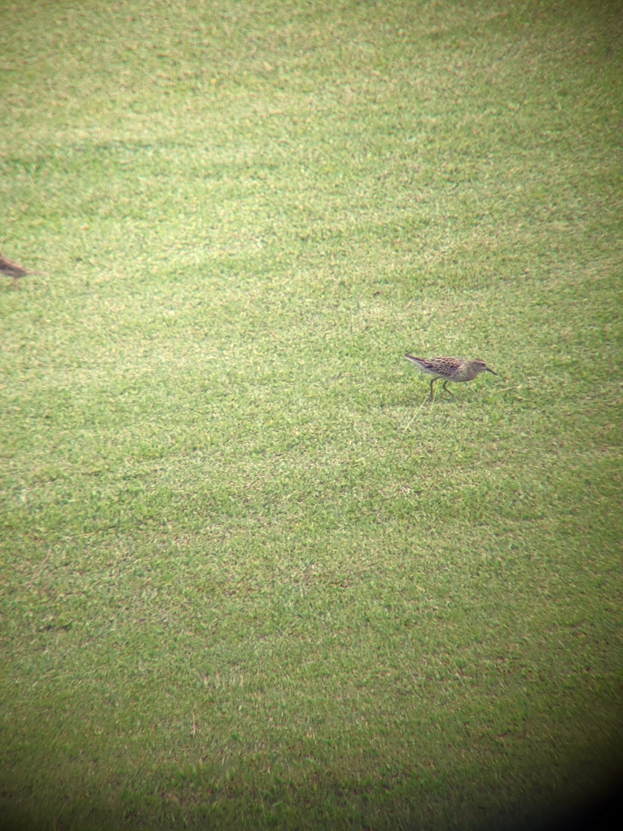 Sharp-tailed Sandpiper - ML332667491