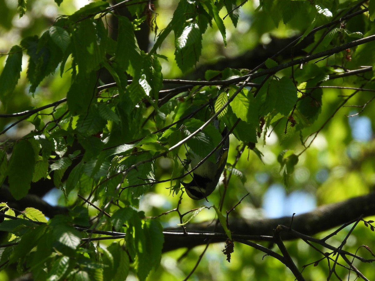 gullvingeparula - ML332669321