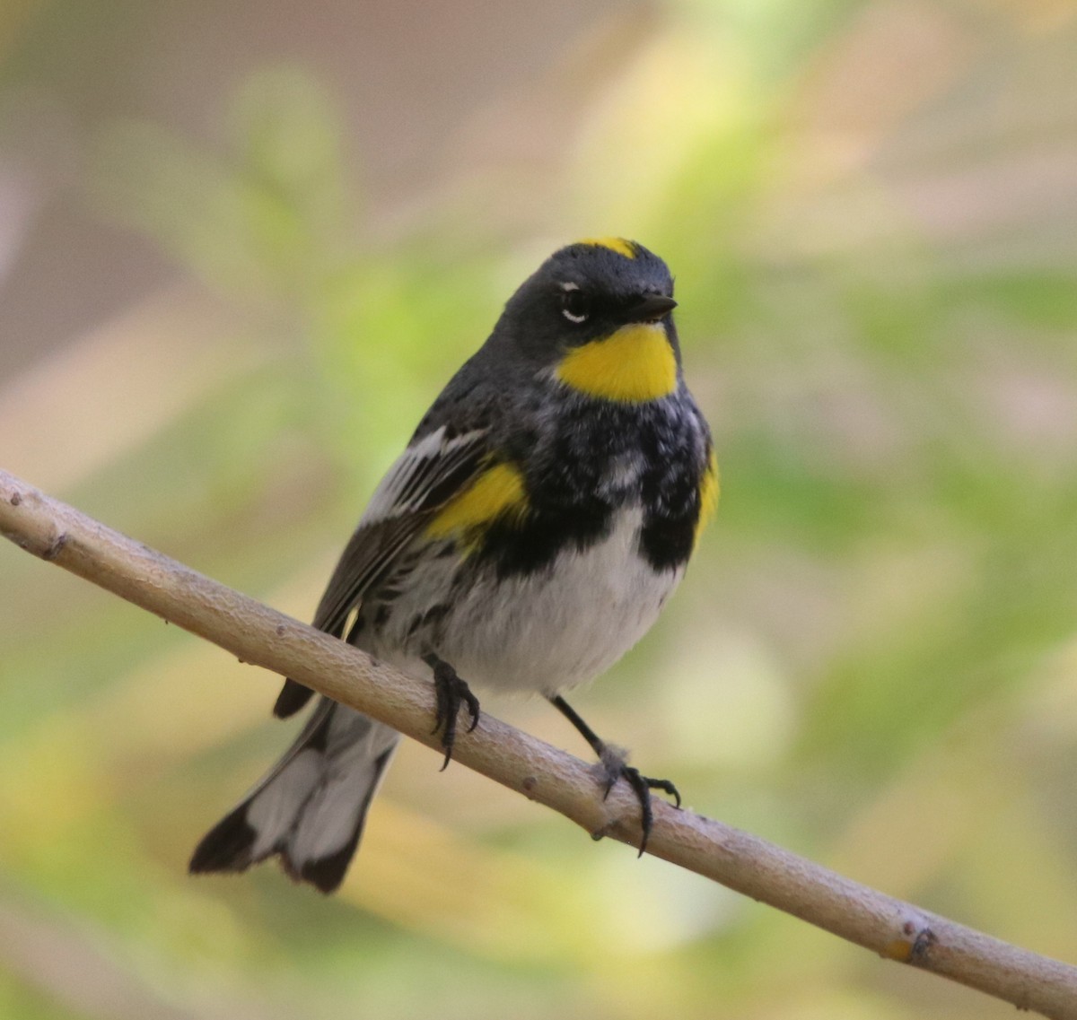 Yellow-rumped Warbler - Loren Kliewer