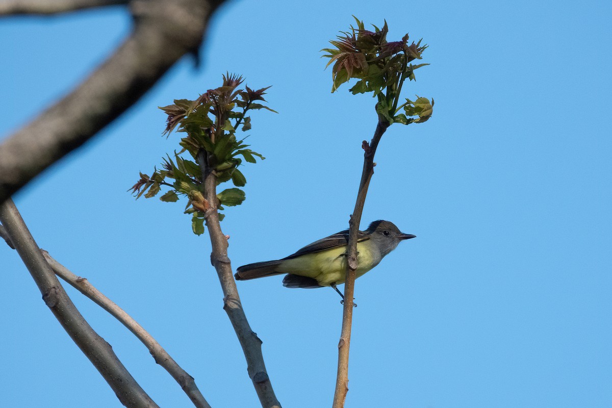 Great Crested Flycatcher - ML332672201