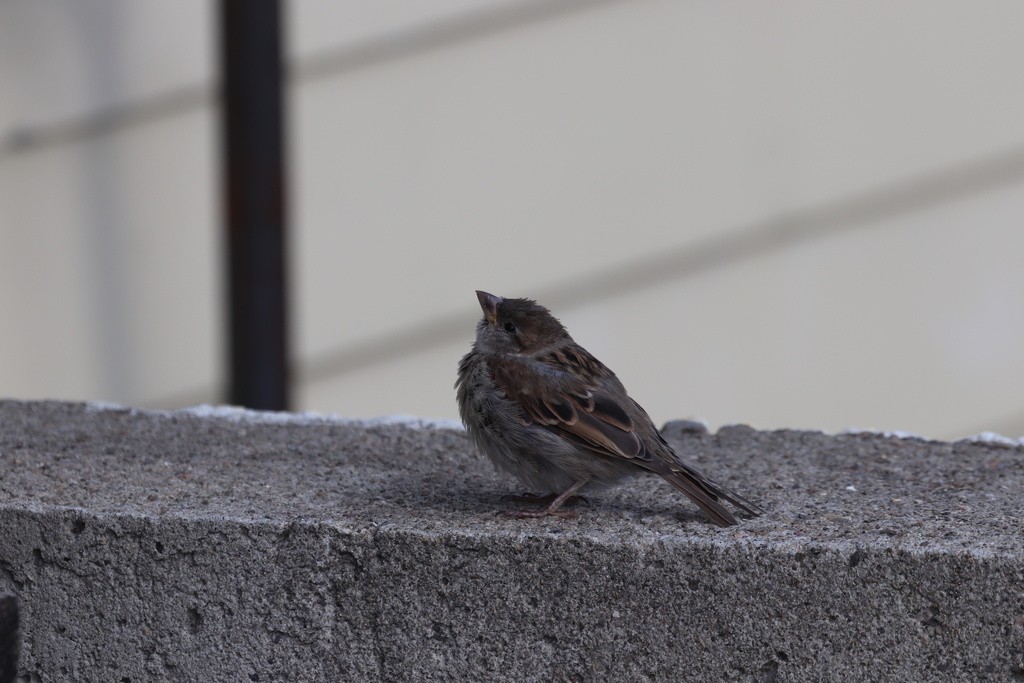 House Sparrow - ML332672441