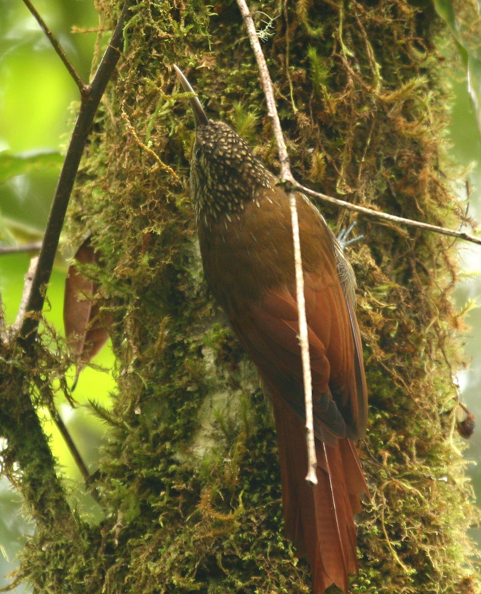 Spot-crowned Woodcreeper - ML33267251
