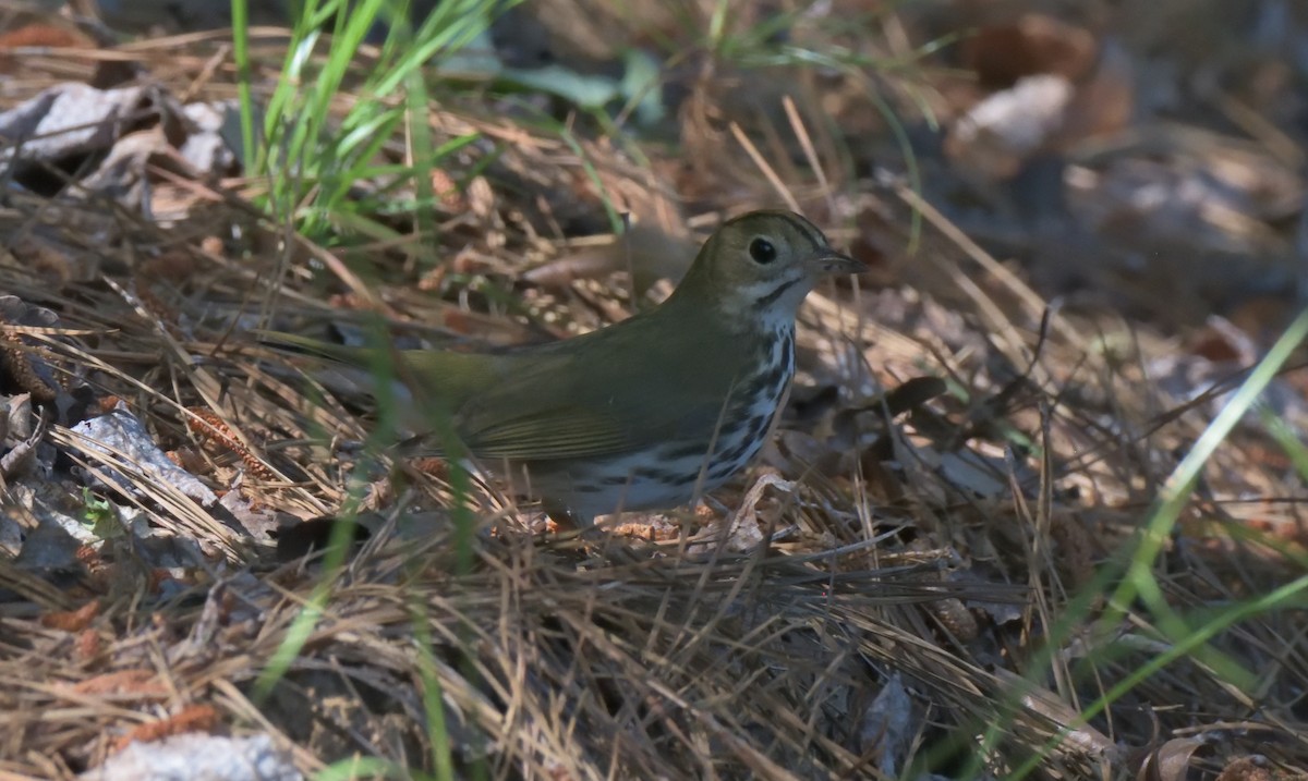 Ovenbird - ML332672671