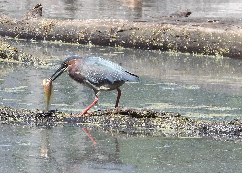 volavka zelenavá - ML332672881