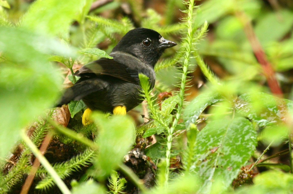 Yellow-thighed Brushfinch - ML33267541