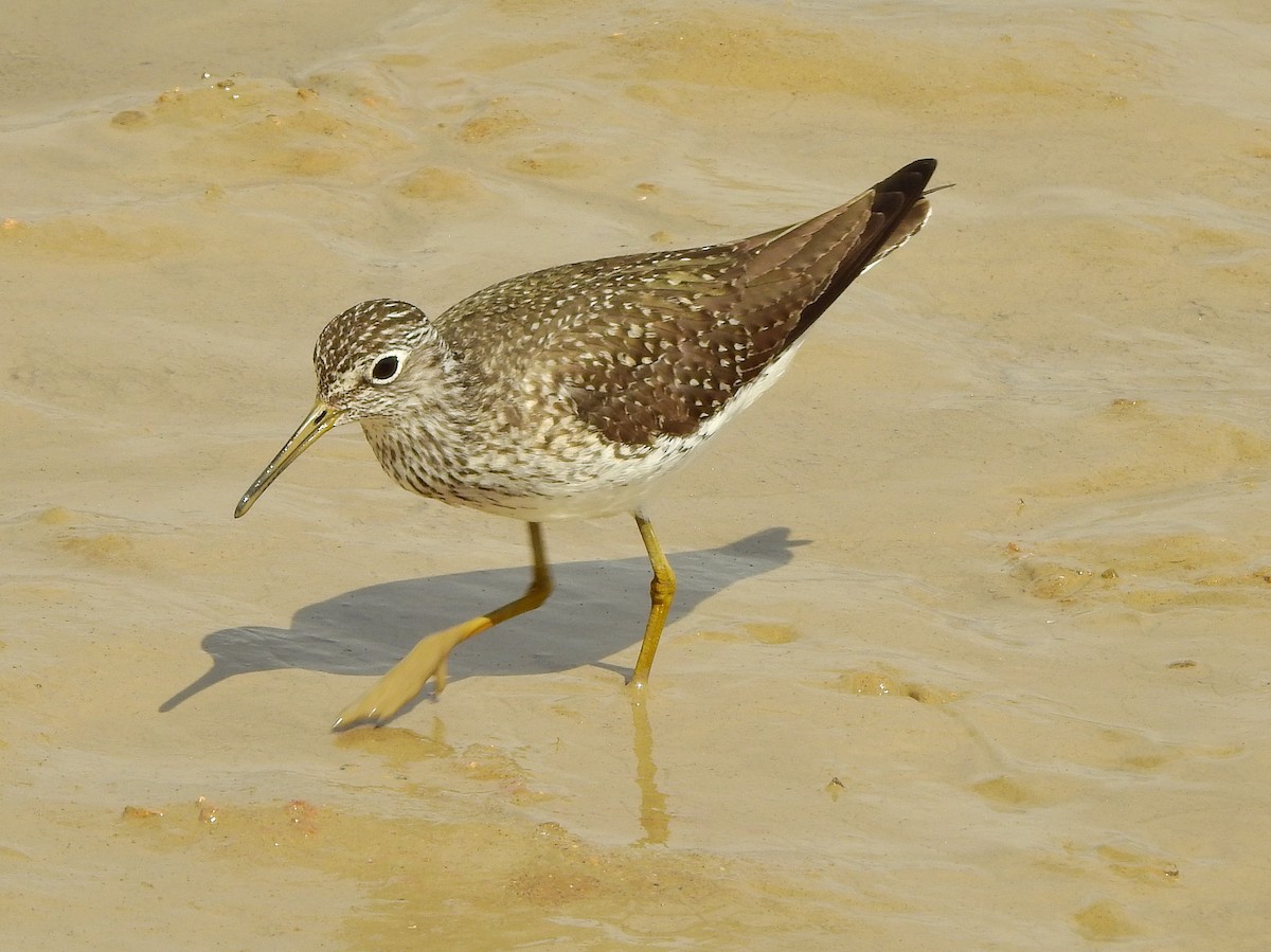 Solitary Sandpiper - Tim Shortell