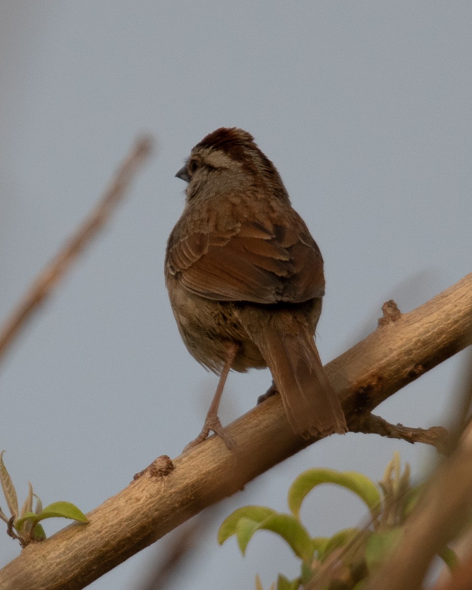 Rusty Sparrow - Rafael Rodríguez Brito