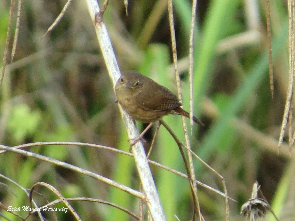 House Wren - ML332676641