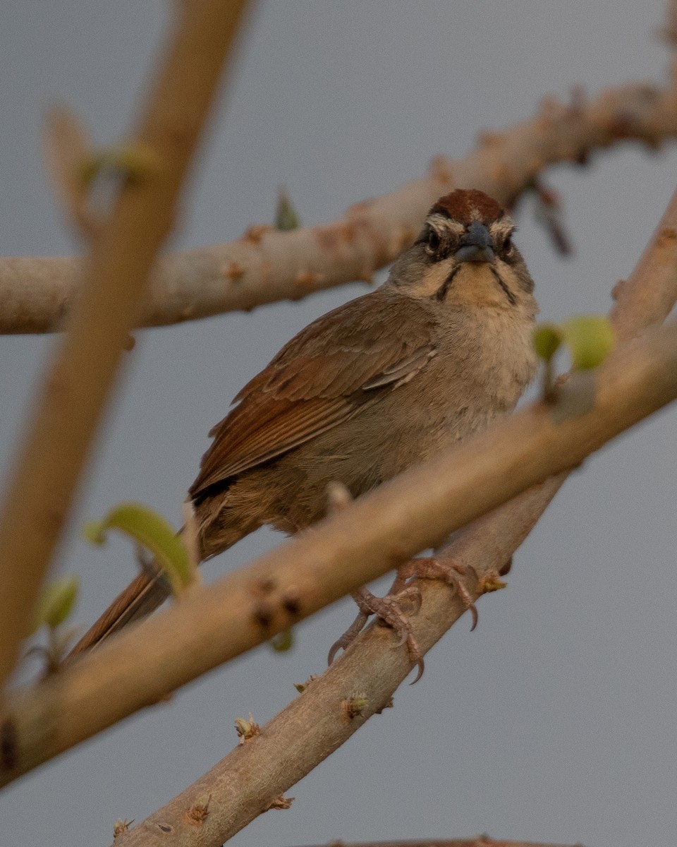Rusty Sparrow - Rafael Rodríguez Brito