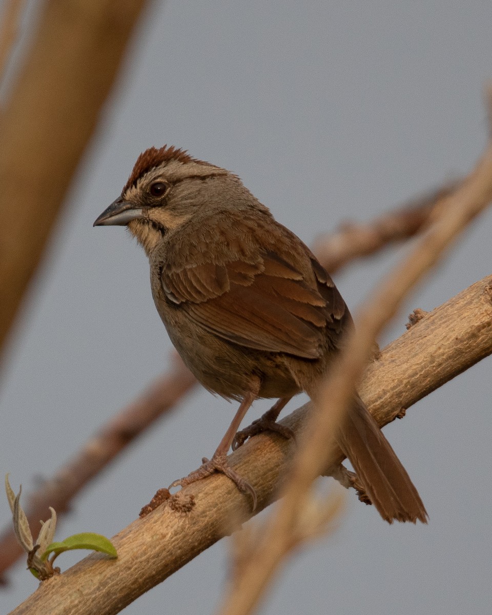 Rusty Sparrow - Rafael Rodríguez Brito