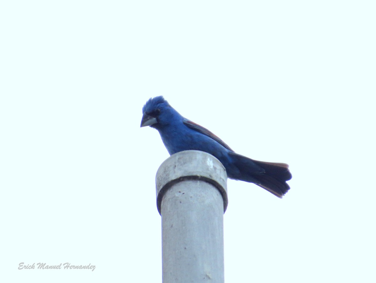 Blue Grosbeak - ML332676881