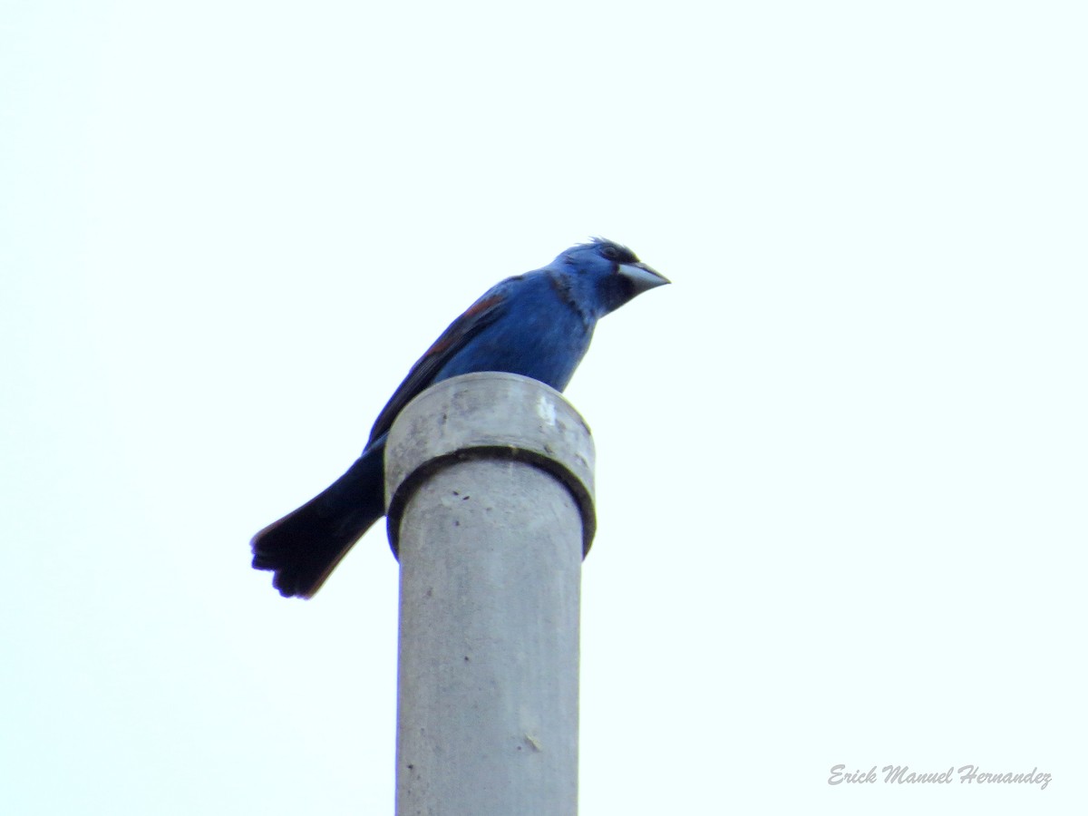 Blue Grosbeak - ML332676901