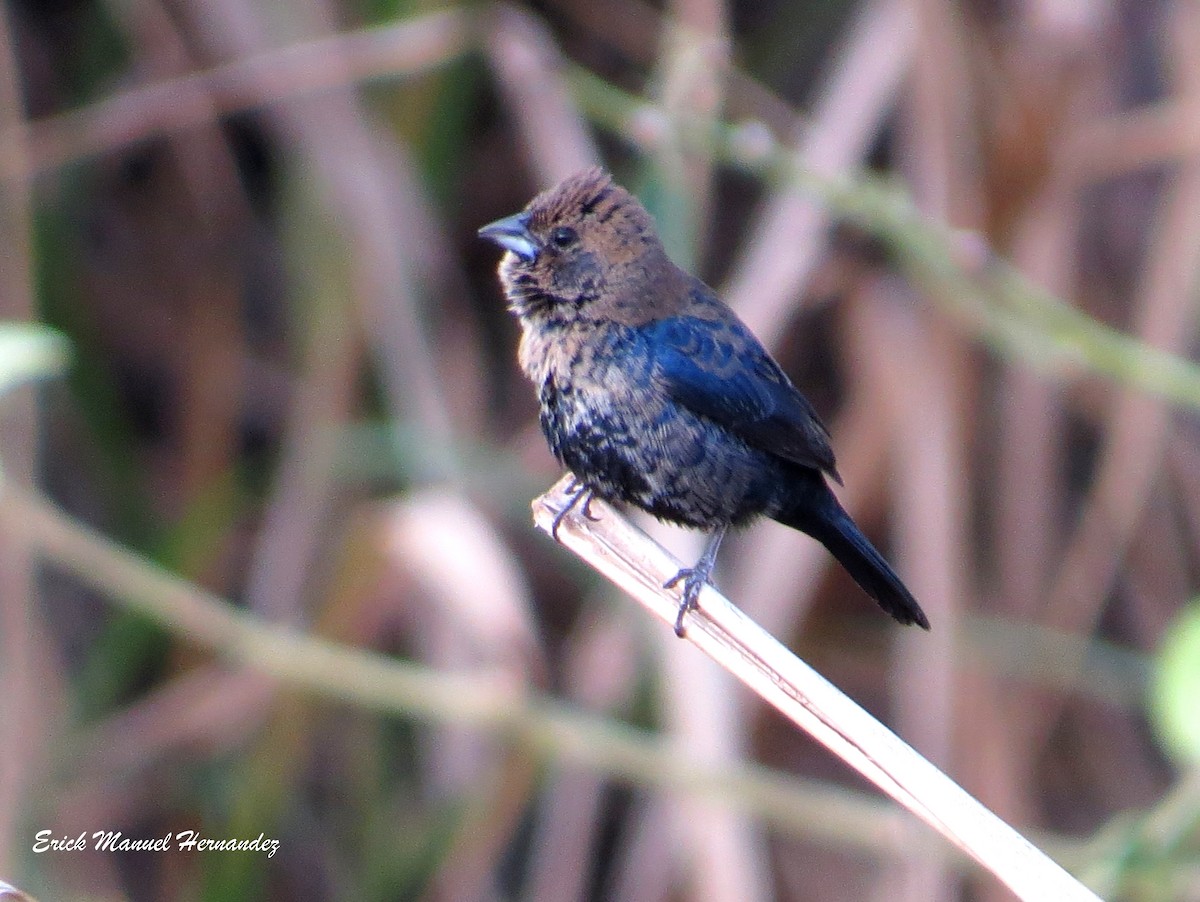 Blue-black Grassquit - ML332677221