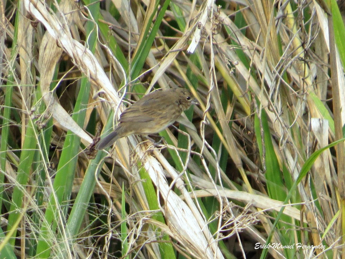 Blue-black Grassquit - ML332677611