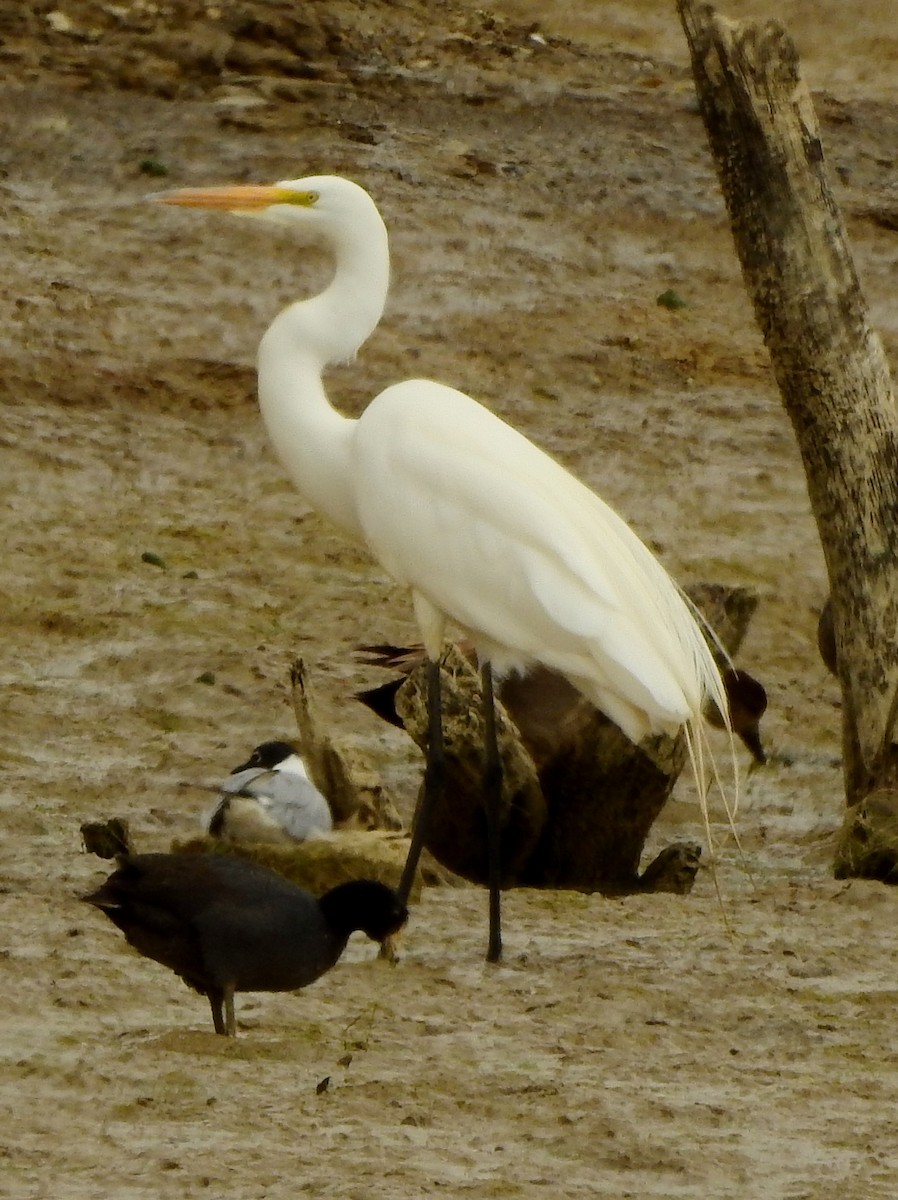 Great Egret - Tim Shortell