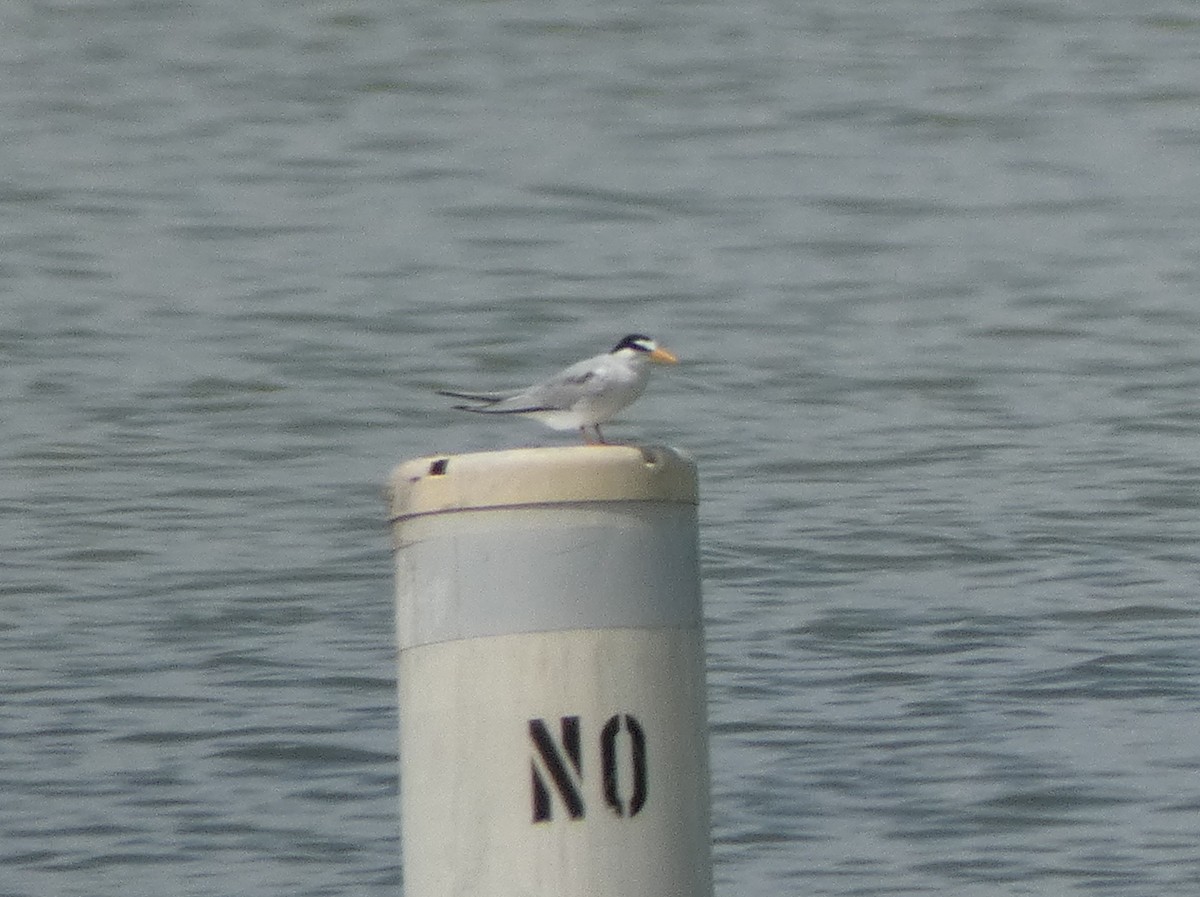 Least Tern - ML332678441