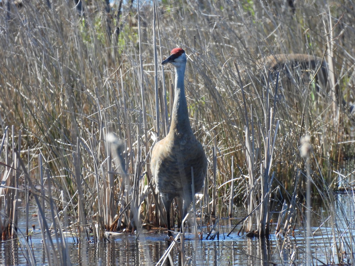 Sandhill Crane - ML332678531