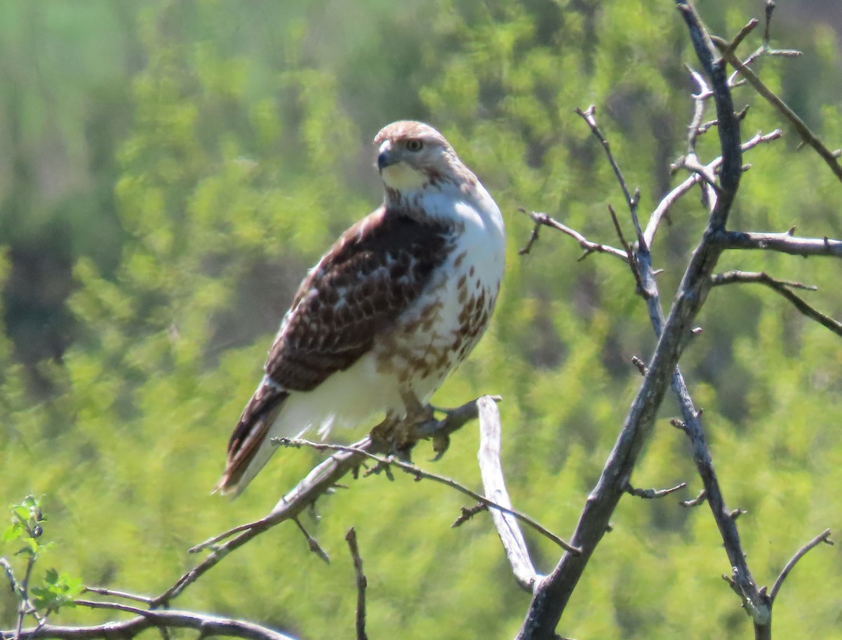 Red-tailed Hawk - ML332678981