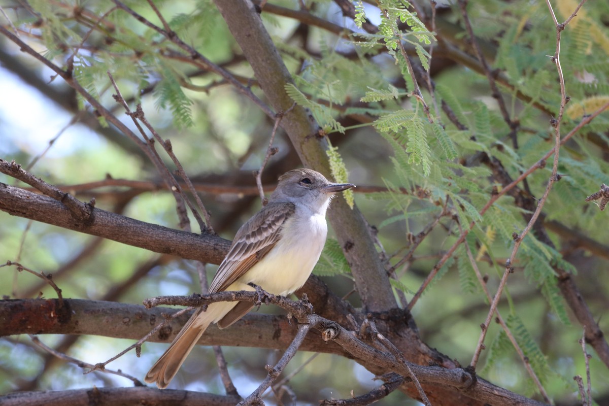 Ash-throated Flycatcher - ML332679571