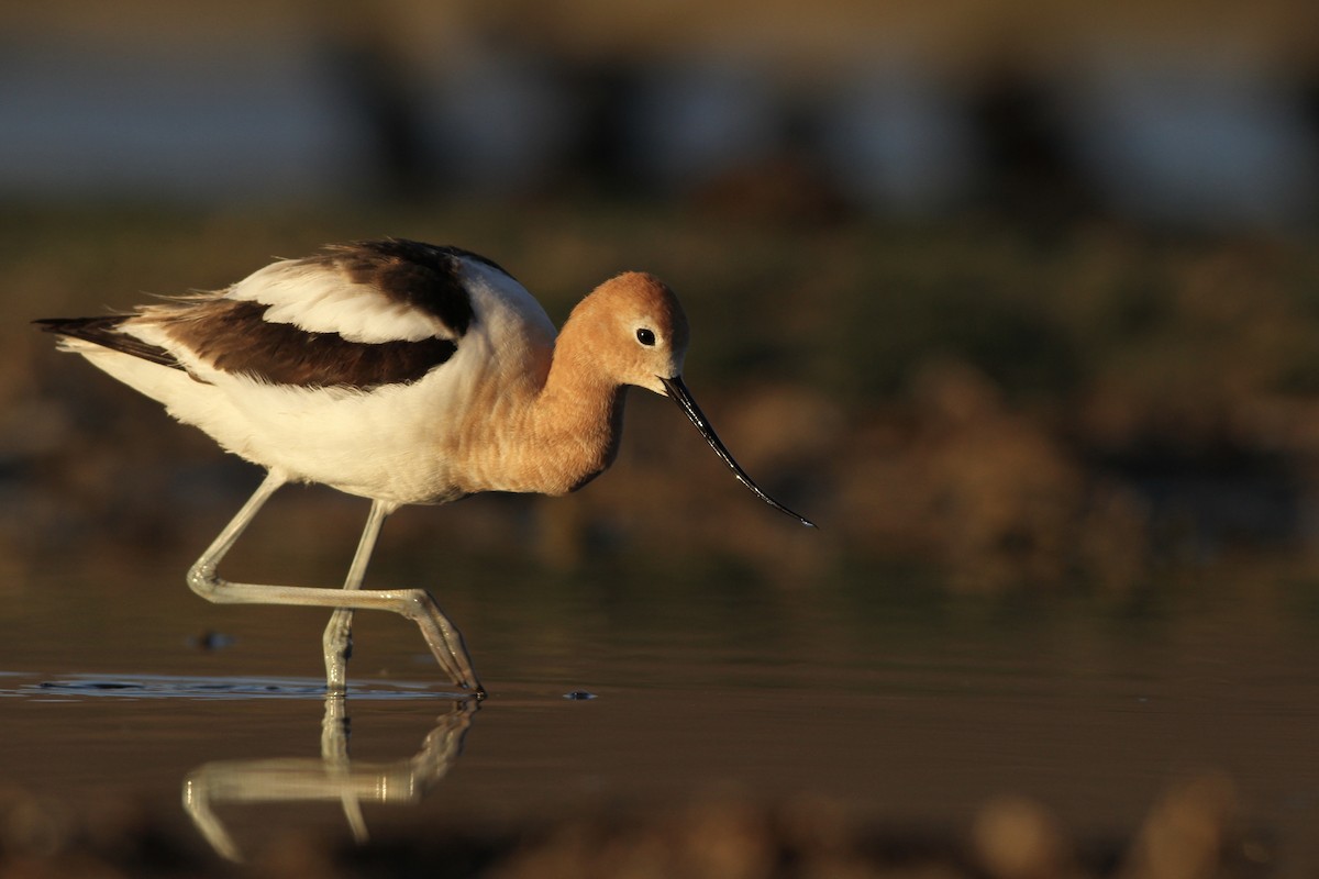 American Avocet - ML332680191