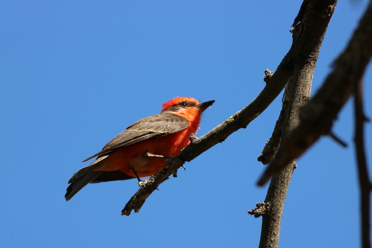 Vermilion Flycatcher - ML332680321