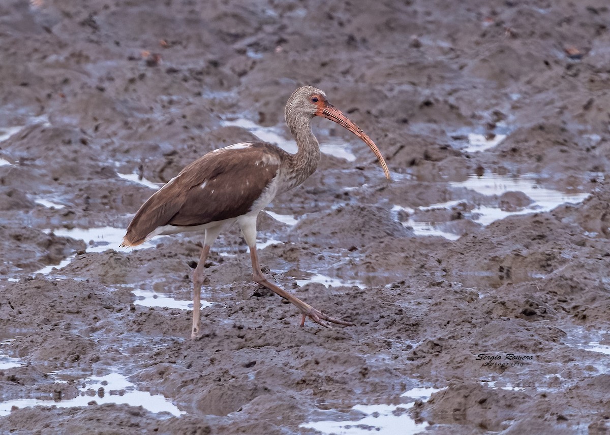 Ibis blanc - ML332680391