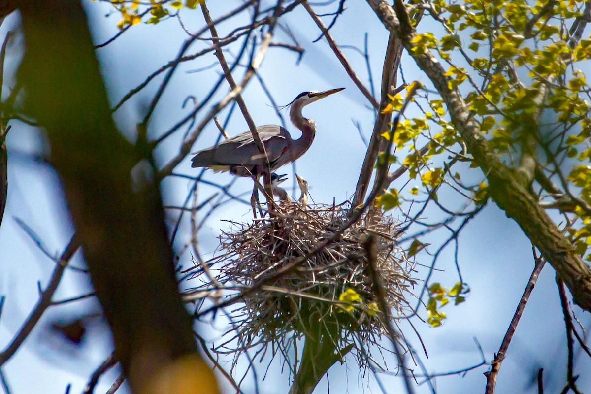 Great Blue Heron - ML332680591