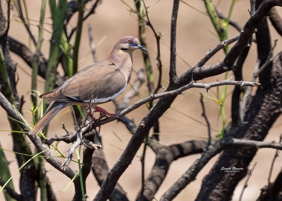 White-winged Dove - ML332682701