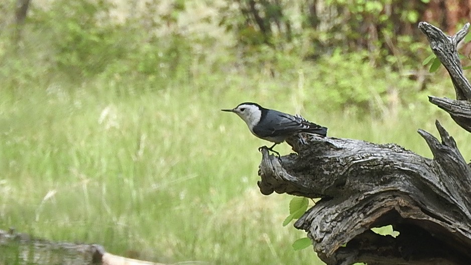 White-breasted Nuthatch - ML332683111