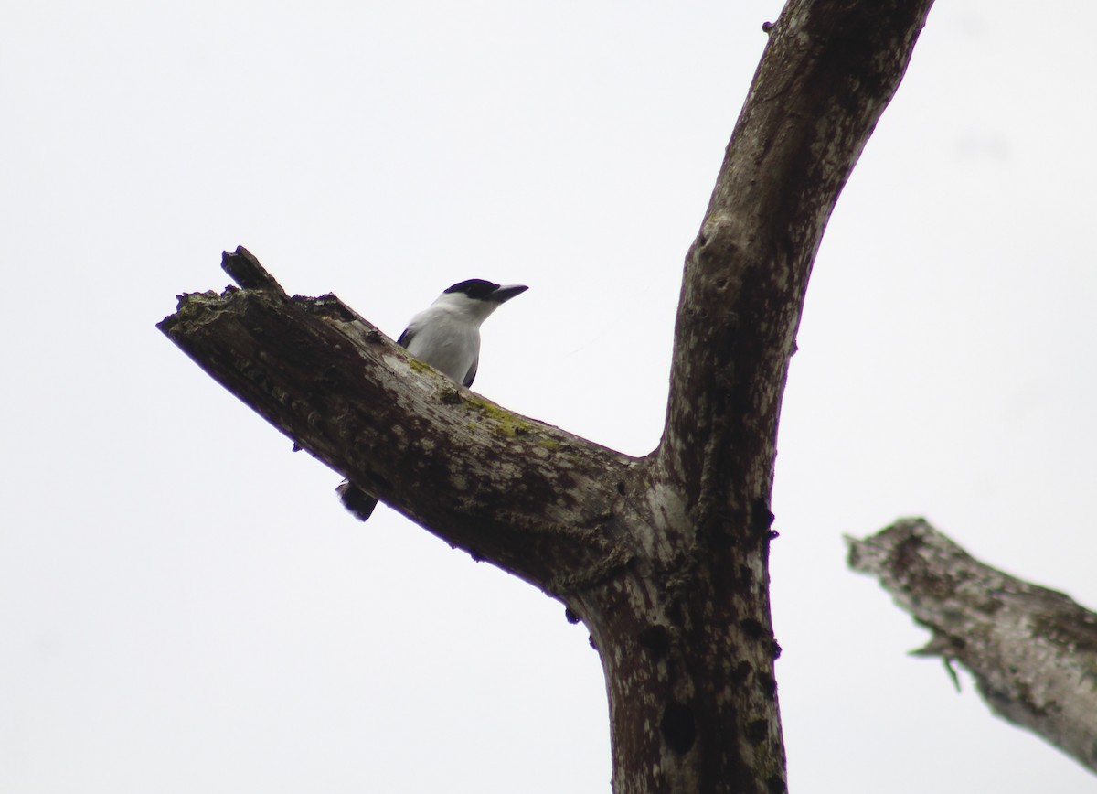 Black-crowned Tityra - ML332684201