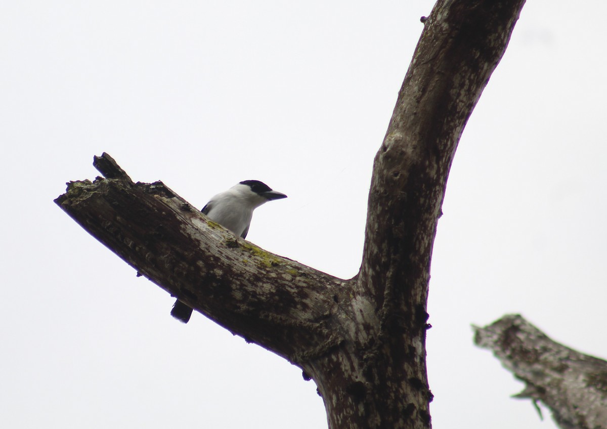Black-crowned Tityra - ML332684211