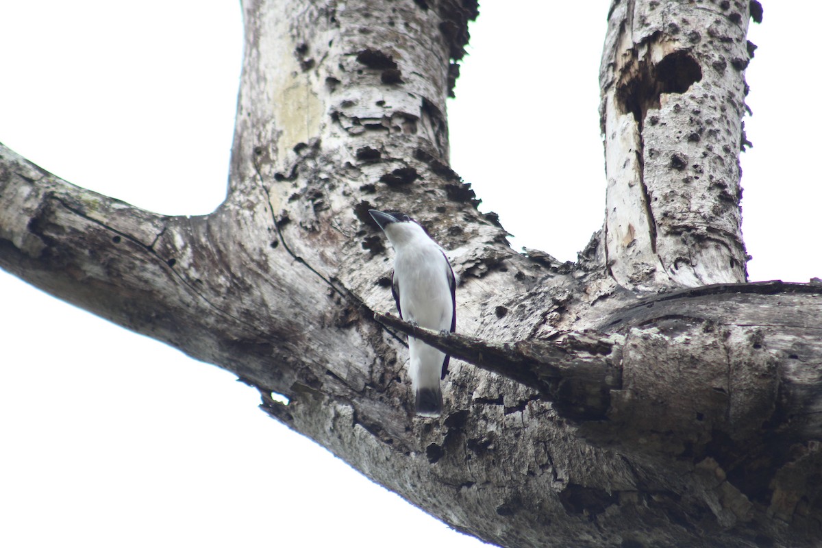 Black-crowned Tityra - ML332684311