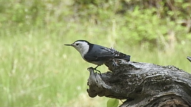 White-breasted Nuthatch - ML332684391